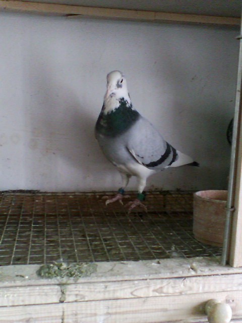 ������܊