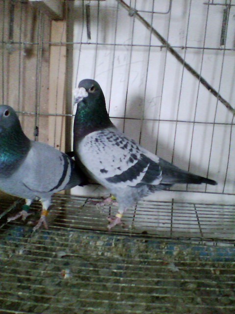 �����N��ԭ�h(hu��n)������