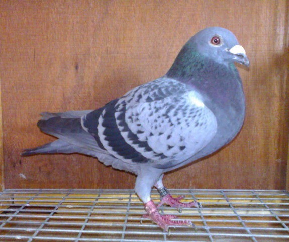 ǰ�hһ̖(���������12���܊��)