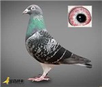 ���Ֆ|��(18378004567)